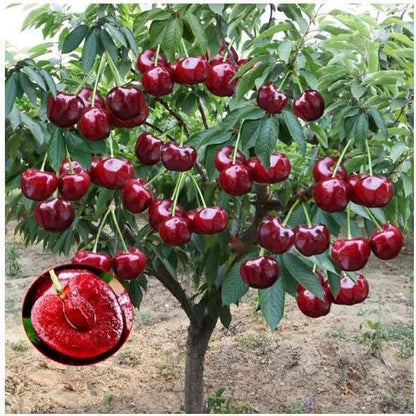 🔥Last Day 49% OFF - 🌳Cherry Tree Seeds – Delicious, Fresh Cherries Await!(🌿99% Germination)