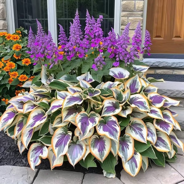 🔥Last day clearance🌌Premium Rare Hosta Seeds - Shade Plant for Garden