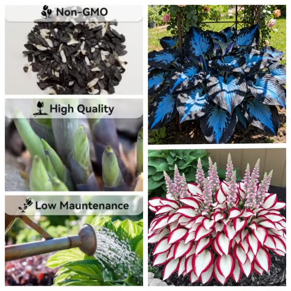 🔥Last day clearance🌌Premium Rare Hosta Seeds - Shade Plant for Garden