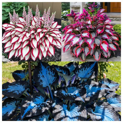 🔥Last day clearance🌌Premium Rare Hosta Seeds - Shade Plant for Garden