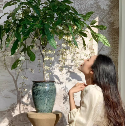 🌸 Last Day 49% OFF – Winter-Friendly Hanging Jasmine—Dreamy Indoor Flower🌿❄️