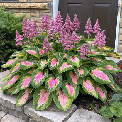 🔥Last day clearance🌌Premium Rare Hosta Seeds - Shade Plant for Garden