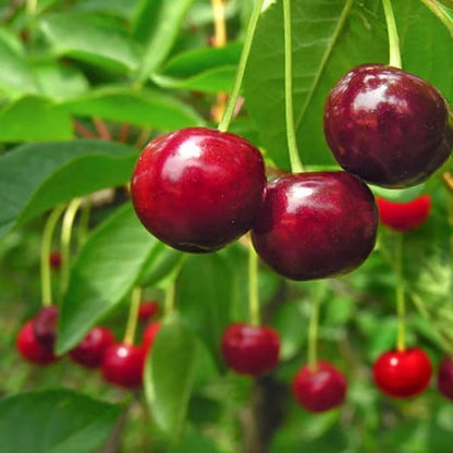 🔥Last Day 49% OFF - 🌳Cherry Tree Seeds – Delicious, Fresh Cherries Await!(🌿99% Germination)
