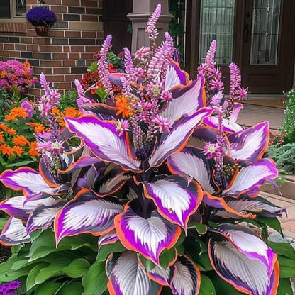 🔥Last day clearance🌌Premium Rare Hosta Seeds - Shade Plant for Garden