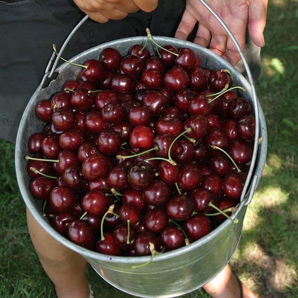 🔥Last Day 49% OFF - 🌳Cherry Tree Seeds – Delicious, Fresh Cherries Await!(🌿99% Germination)