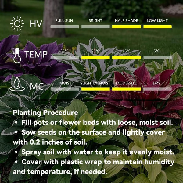🔥Last day clearance🌌Premium Rare Hosta Seeds - Shade Plant for Garden