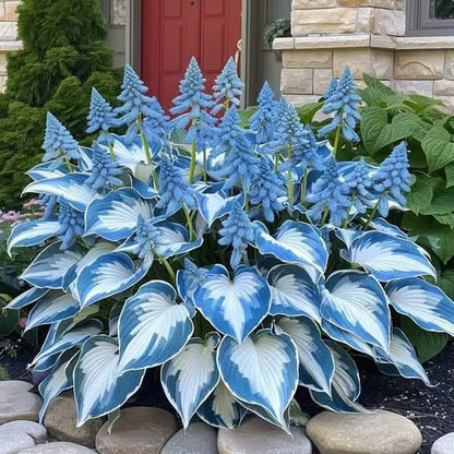 🔥Last day clearance🌌Premium Rare Hosta Seeds - Shade Plant for Garden